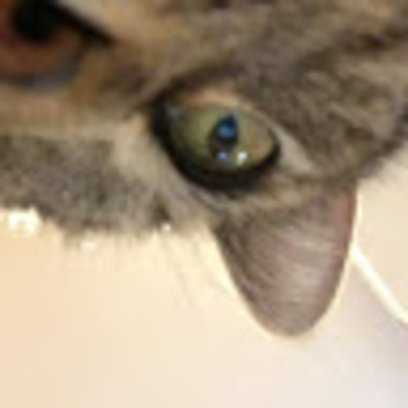 ashiscat